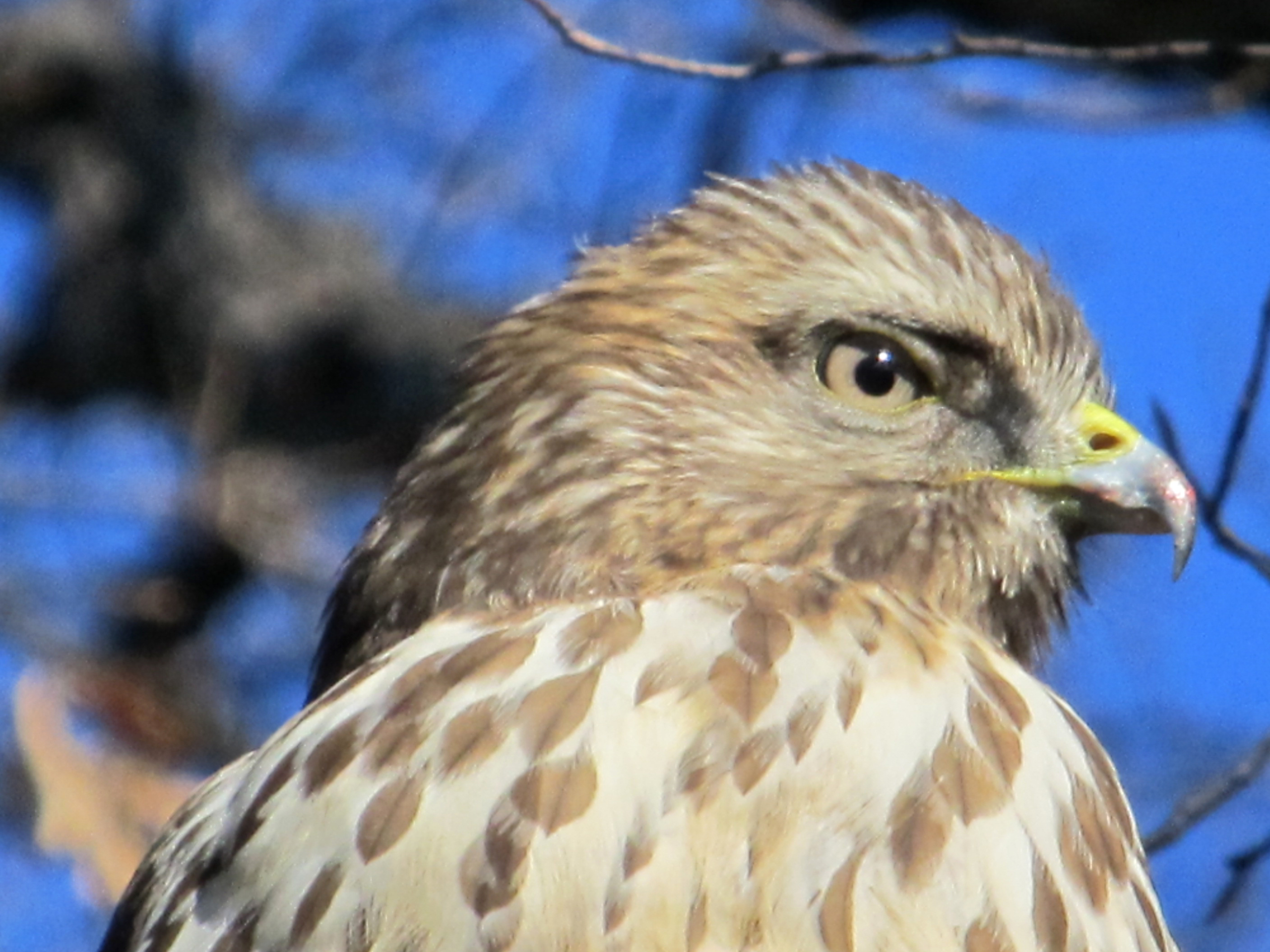 head of a young hawk