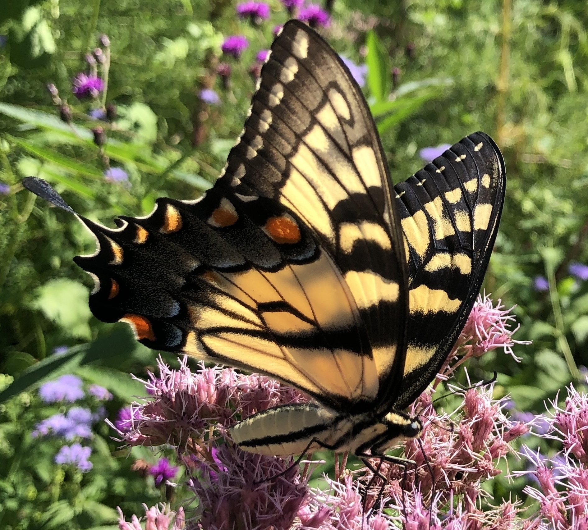 yellow and black butterfly on a pink flower