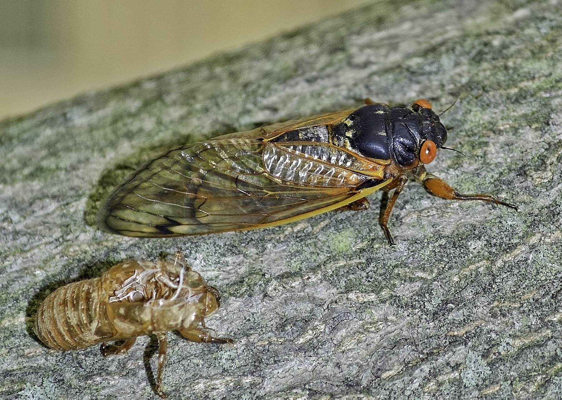 adult cicada and empty shell on tree branch