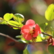 Close up of single red bloom on camilla tree branch with green leaves blurred in background
