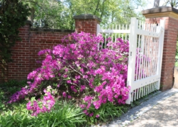 Fluffy purple bush in front of a white picket gate open to a pebble pathway