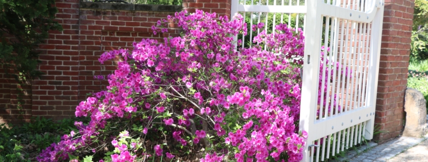 Fluffy purple bush in front of a white picket gate open to a pebble pathway