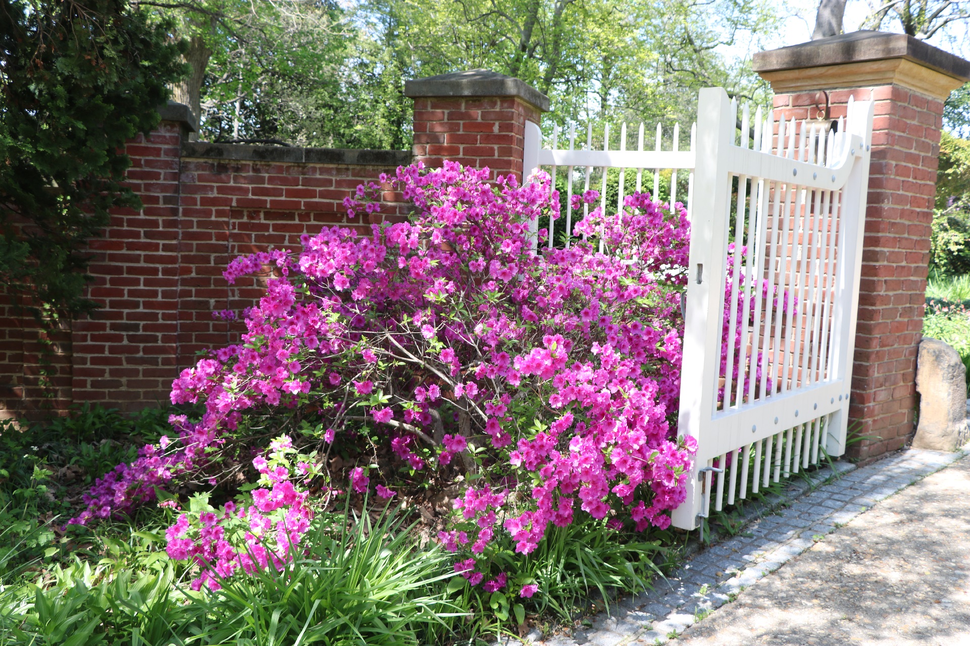 Fluffy purple bush in front of a white picket gate open to a pebble pathway