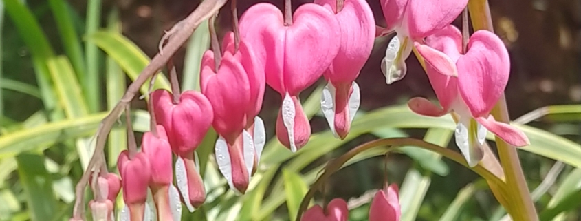 Bleeding Hearts, bright pink heart shaped flower
