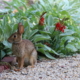 Small bunny sitting quietly next to green plants with red blooms