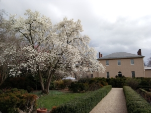 North face of Tudor Place's historic house with white blooming tree to left.  Foreground left and right is a yellowish pea gravel path to front door with green boxwoods on either side