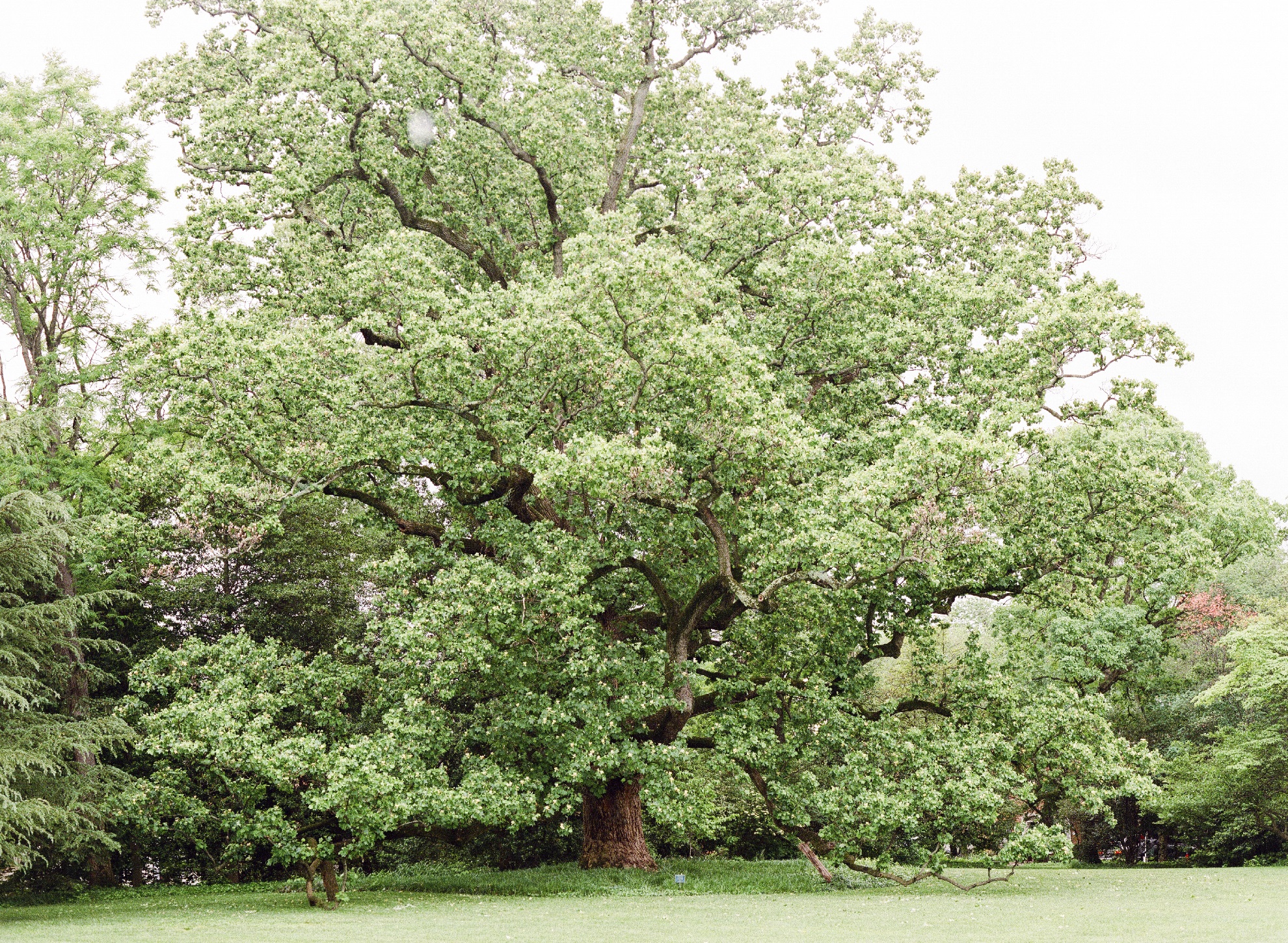 Tulip poplar in full bloom with green leaves on South Lawn