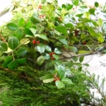 Close up of a holly wreath on a table